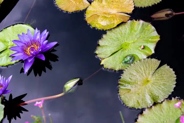 Jardins-d'eau-Carsac-Dordogne