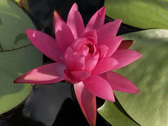 Jardins-d'eau-de Carsac-fleur