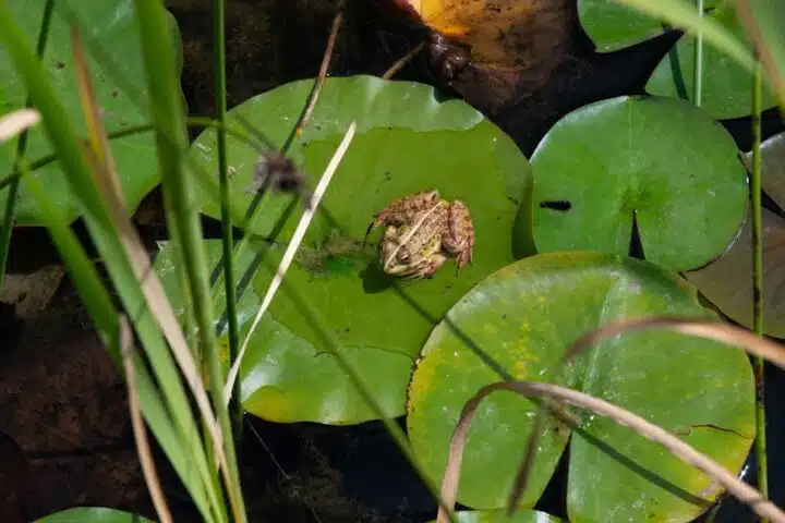 Jardins-d'eau-de Carsac-grenouille