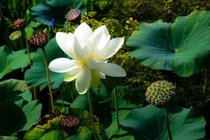 Jardins-d'eau-de Carsac-nénuphar