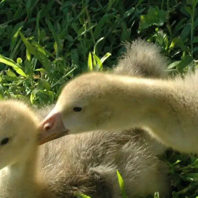 Goose and duck farms