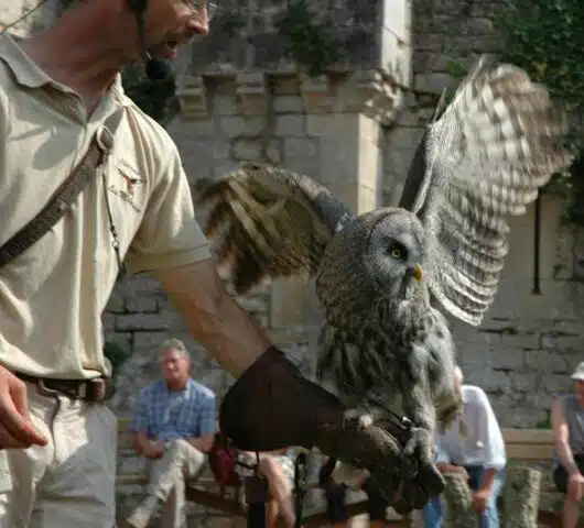 Spectacle-de-rapaces-Chateau-Les-Milandes